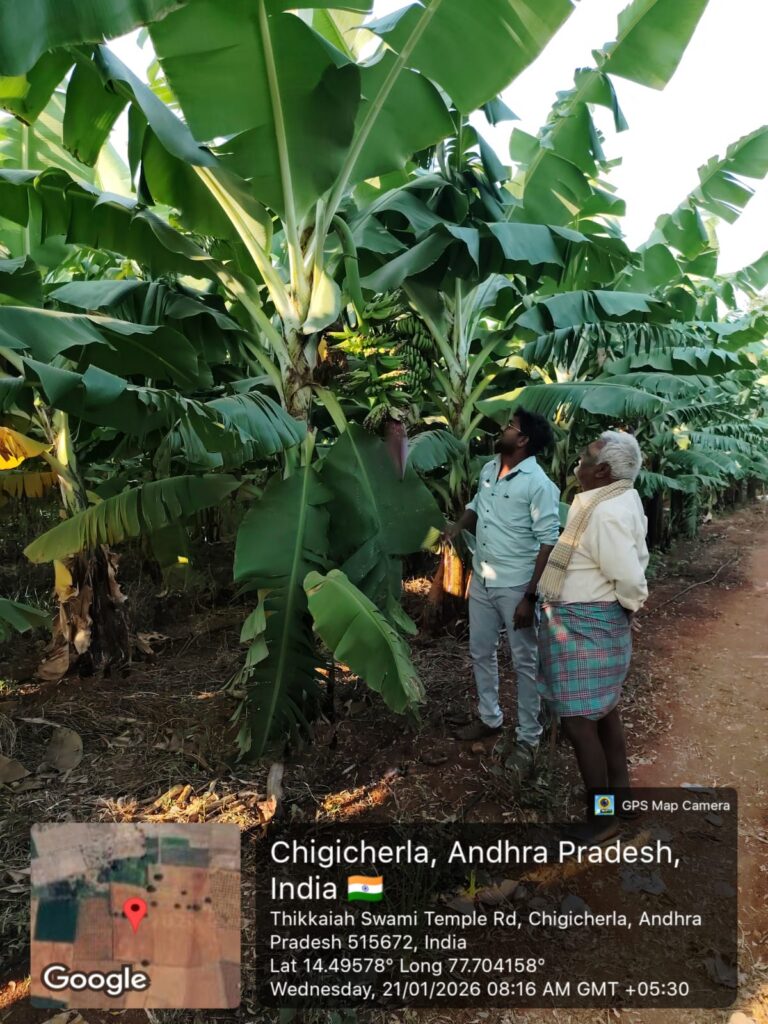 Banana Field
