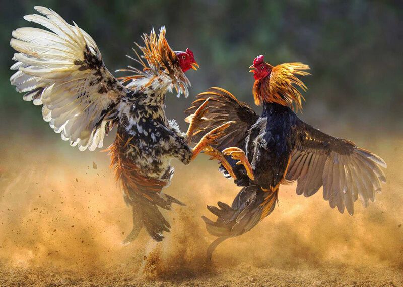 392004-90920-cockfighting-800×5693782428664557736812